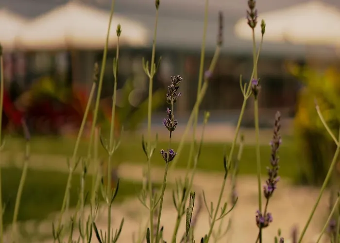 Apartmanhotel La Vida 4*